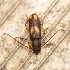 Ash and Privet Borer thumbnail 1