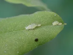 Black Locust Aphid thumbnail 1
