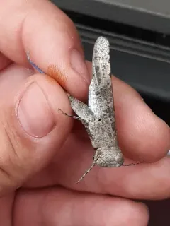 Blue-winged Grasshopper thumbnail 2