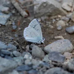 Anna's Blue thumbnail 2