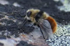 Reindeer Nose Botfly thumbnail 1
