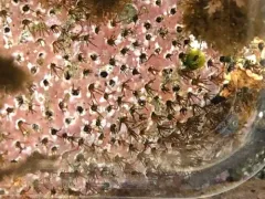 coralline fringed tubeworm thumbnail 2