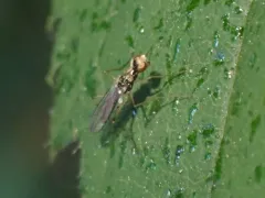 Strongylophthalmyia angustipennis thumbnail 2