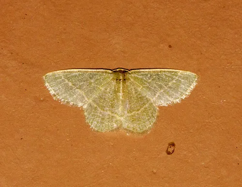 Chlorochlamys appellaria