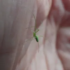 Green Long-jawed Orbweaver thumbnail 1