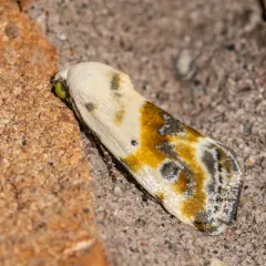 Olive-shaded Bird-dropping Moth thumbnail 3