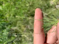 pull-up muhly thumbnail 4