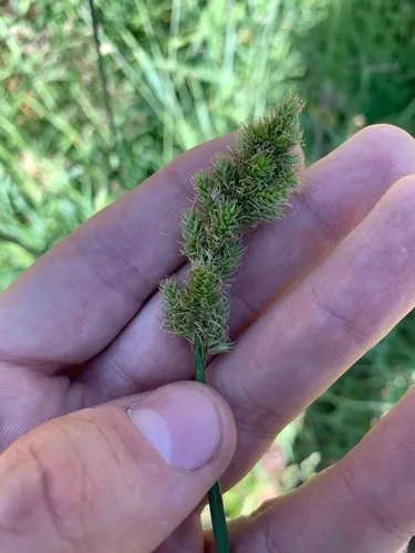 fragile-sheathed sedge