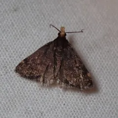 Merrick's Crambid Moth thumbnail 2