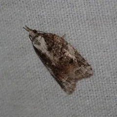 Exasperating Platynota Moth thumbnail 4