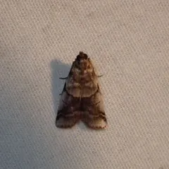 Leaf Crumpler Moth thumbnail 4