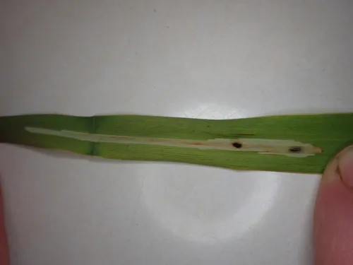 Cerodontha edithae
