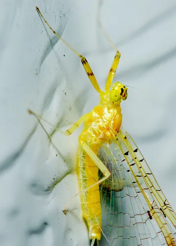 Carolina flat-headed mayfly