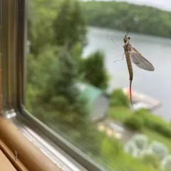 Giant Mayfly thumbnail 5