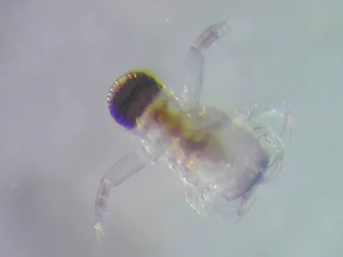 Polyphemus pediculus