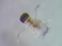 Polyphemus pediculus thumbnail 1