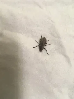 White-fringed weevil thumbnail 3