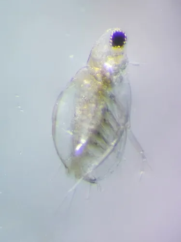 Diaphanosoma brachyurum