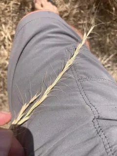 Montana wild rye thumbnail 4