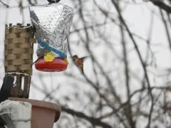 Allen's Hummingbird thumbnail 2