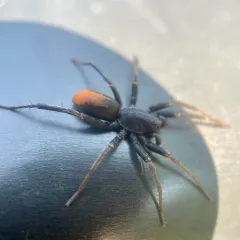Red-spotted Ant-mimic Sac Spider thumbnail 2