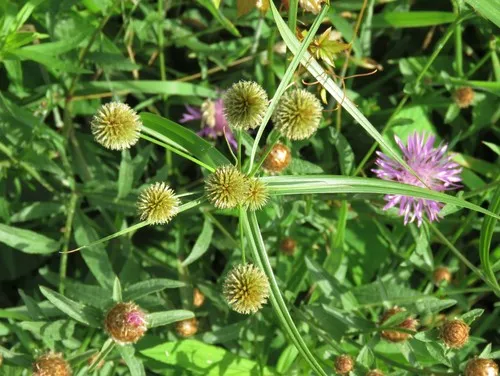 Globe Flatsedge
