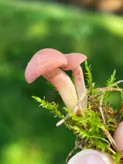 Pink Domecap thumbnail 4
