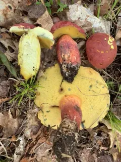 Bouillon Bolete thumbnail 4