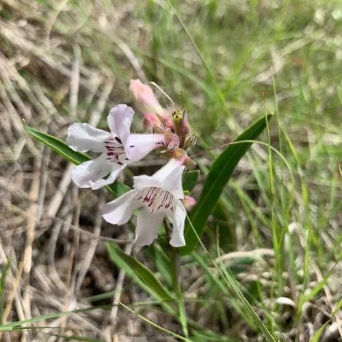 White-flower Beardtongue