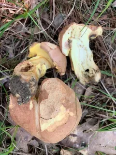 Butyriboletus taughannockensis thumbnail 2