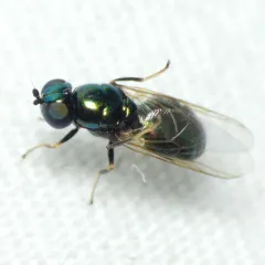 Black-horned Gem Fly thumbnail 3