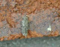 Dahlica walshella thumbnail 3