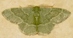 Thin-lined Emerald thumbnail 4