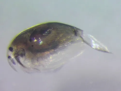 Picripleuroxus striatus