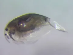 Picripleuroxus striatus thumbnail 1