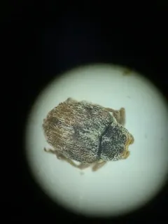 Ceutorhynchus neglectus thumbnail 3