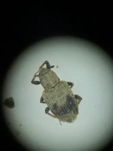Bagous pusillus