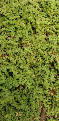 hairy rupturewort