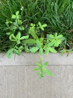 Japanese Clover thumbnail 4