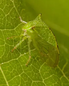 Stictocephala taurina thumbnail 2