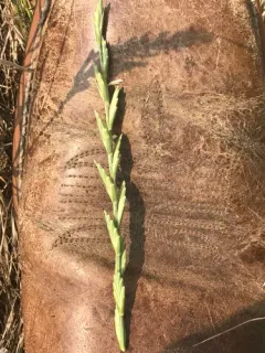 tall wheatgrass thumbnail 2