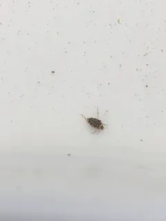 Hungerford's crawling water beetle thumbnail 3