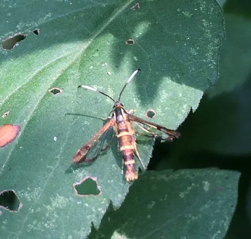 Ironweed Clearwing Moth