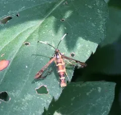 Ironweed Clearwing Moth thumbnail 1