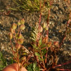 Two-world cinquefoil thumbnail 2