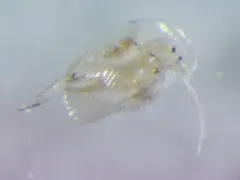 Sickle Waterflea thumbnail 2