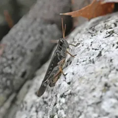 Migratory Grasshopper thumbnail 4