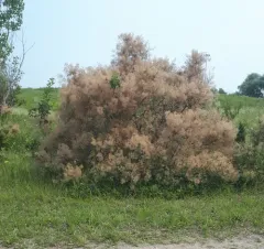Smokebush thumbnail 3