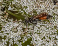 Antenna-waving Wasp thumbnail 2