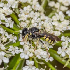 Anacrabro ocellatus thumbnail 3